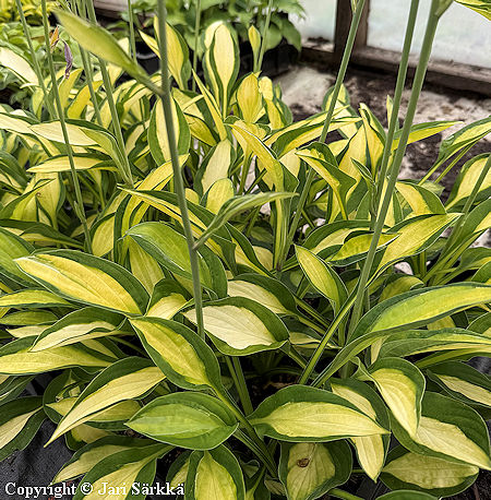 Hosta Tarhafunkia-Ryhm� 'Gypsy Rose,' jalokuunlilja